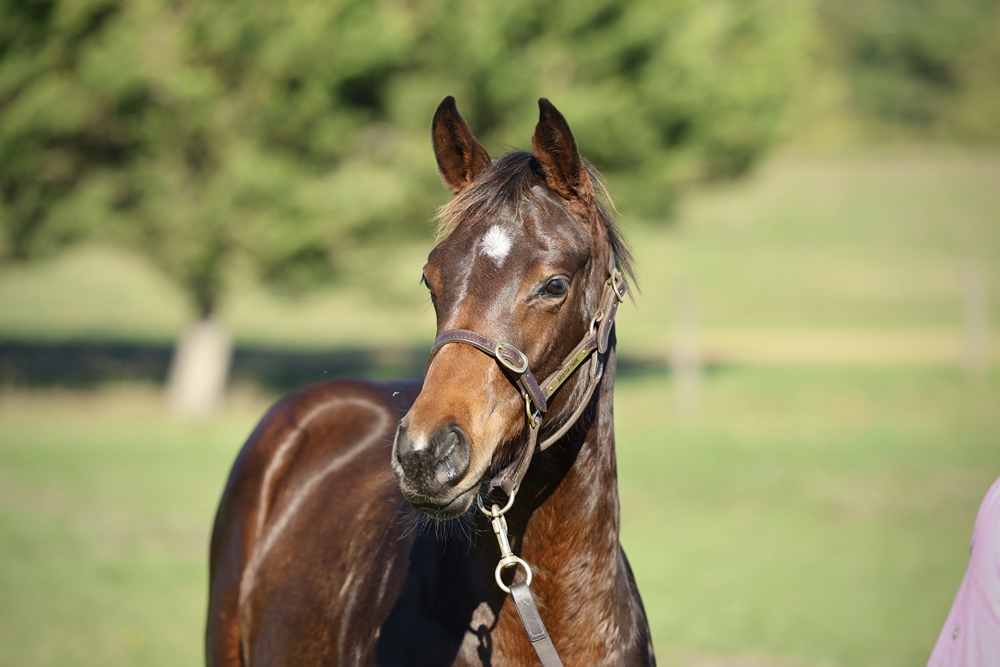 Ozzmosis (AUS) / Saving Grace (FR) 2025 Filly - Image 2