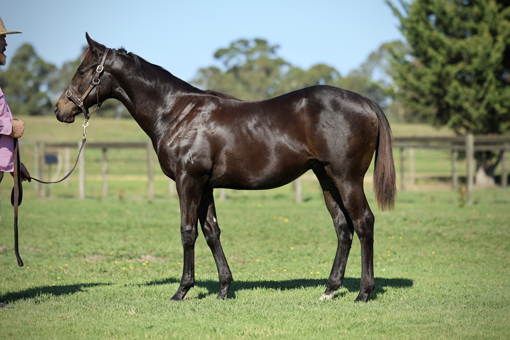 Too Darn Hot (GB) / Angiolleta (IRE) 2025 Colt - Image 1