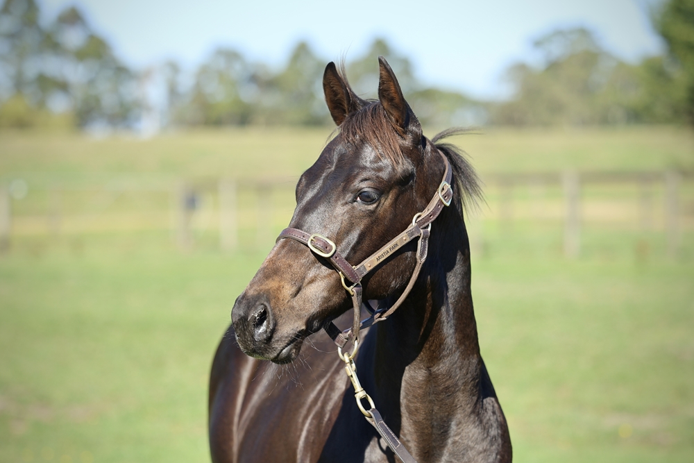 Too Darn Hot (GB) / Angiolleta (IRE) 2025 Colt - Image 2