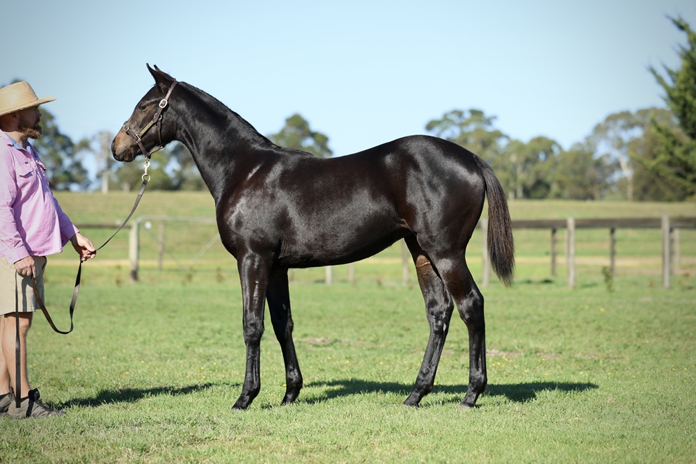 Spirit of Boom (AUS) / Bold Arial (AUS) 2025 Filly - Image 1