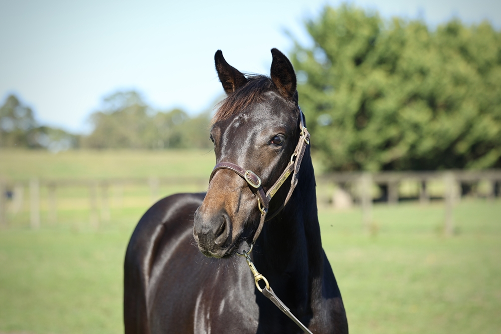 Spirit of Boom (AUS) / Bold Arial (AUS) 2025 Filly - Image 2
