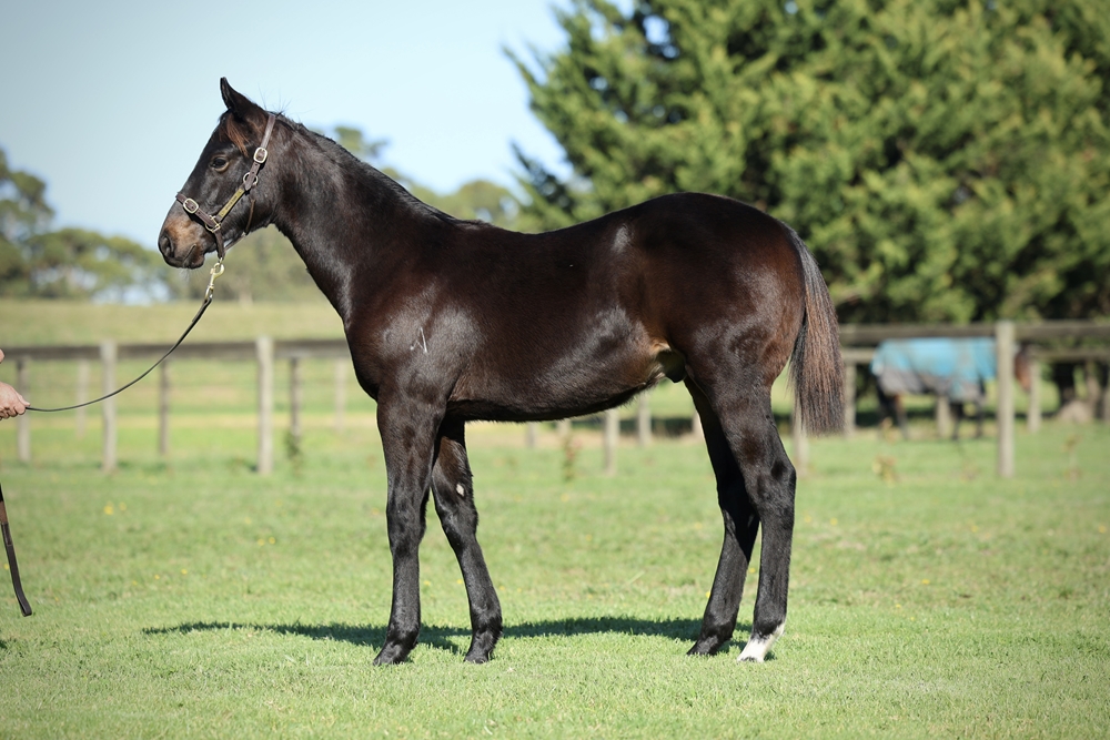 Harry Angel (IRE) / Etana (AUS) 2025 Colt - Image 1