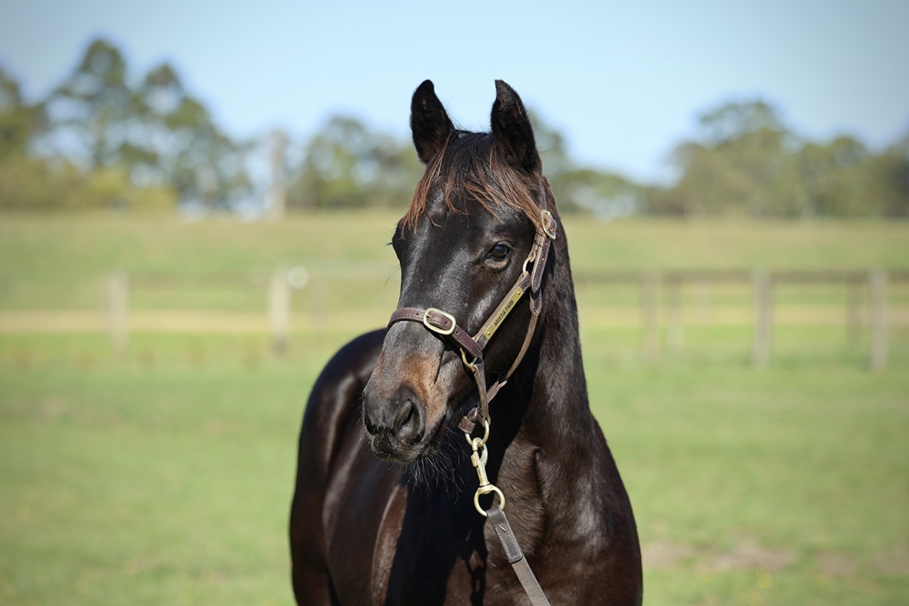 Harry Angel (IRE) / Etana (AUS) 2025 Colt - Image 2
