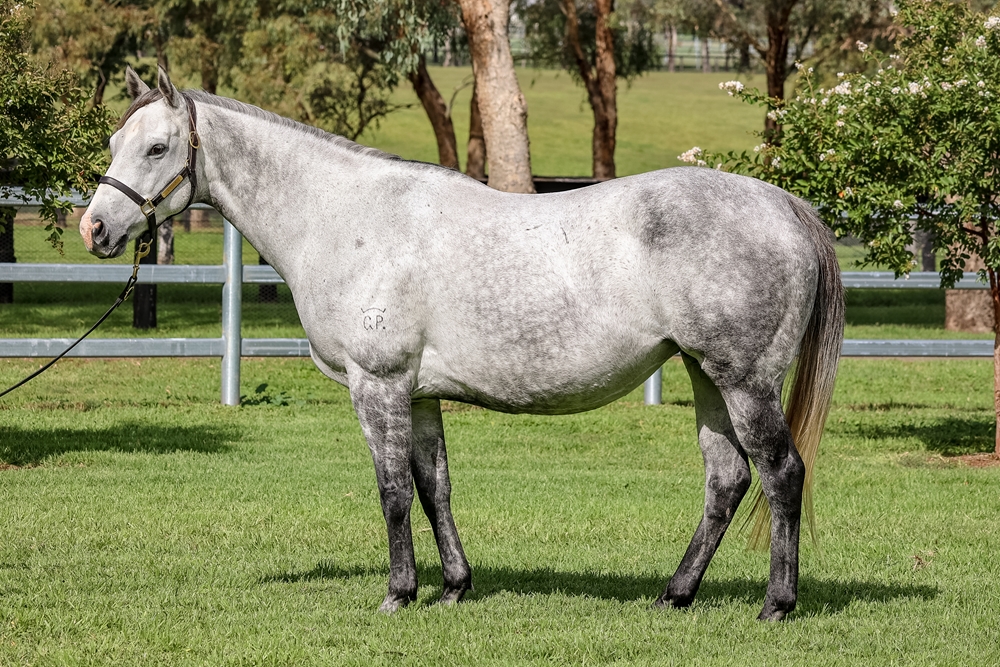 Winter Violet (AUS) - Image 1