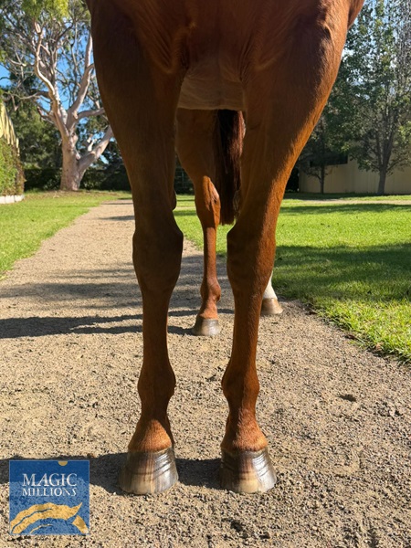 Front legs