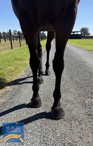 Front legs