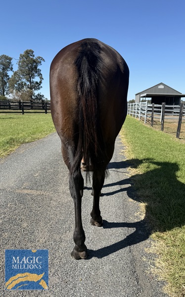 Back legs