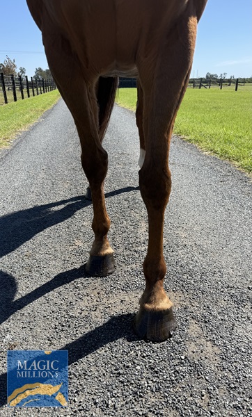 Front legs