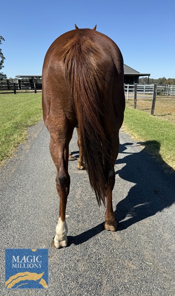 Back legs
