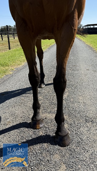 Front legs