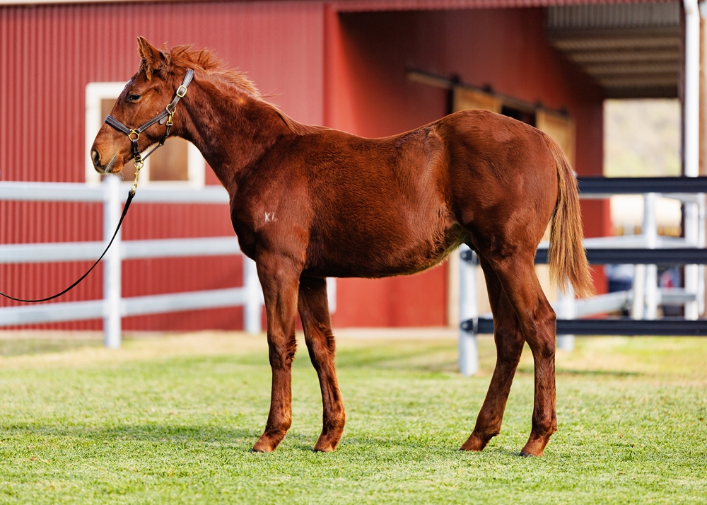 Ellsberg (AUS) / Passistas (AUS) 2025 Colt - Image 1