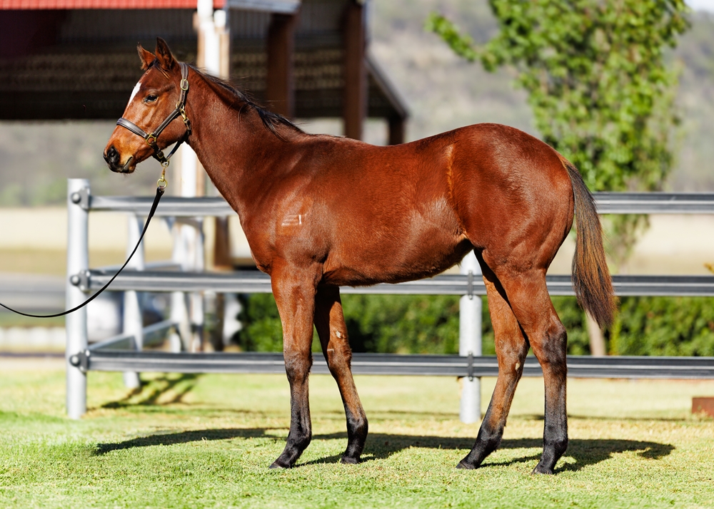 Hellbent (AUS) / Purrpussful (AUS) 2025 Filly - Image 1