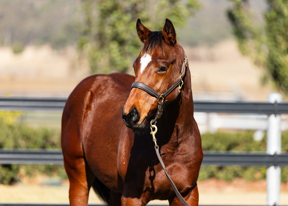 Hellbent (AUS) / Purrpussful (AUS) 2025 Filly - Image 2