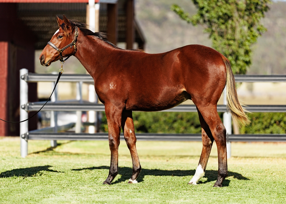 King's Legacy (AUS) / Redoubt (IRE) 2025 Colt - Image 1
