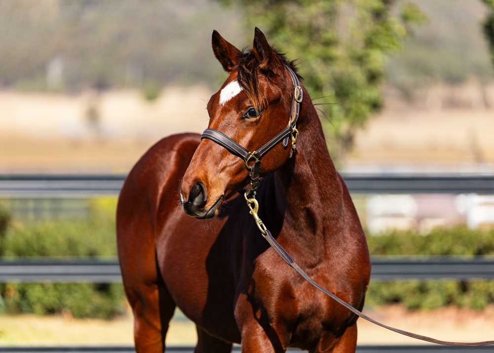 King's Legacy (AUS) / Redoubt (IRE) 2025 Colt - Image 2