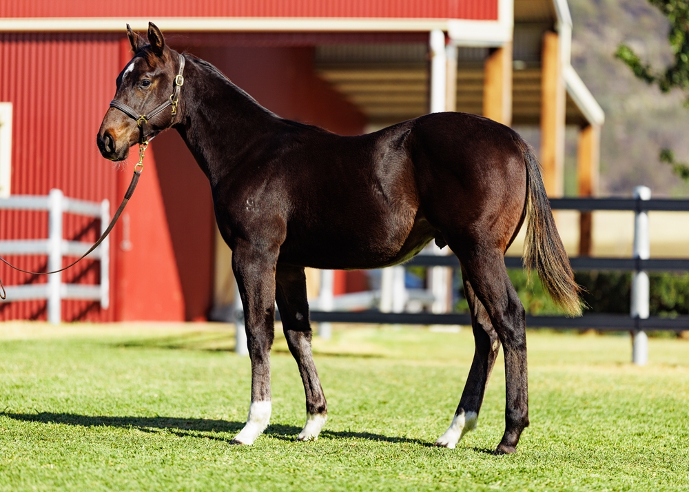 Zousain (AUS) / Silver Kick (AUS) 2025 Colt - Image 1