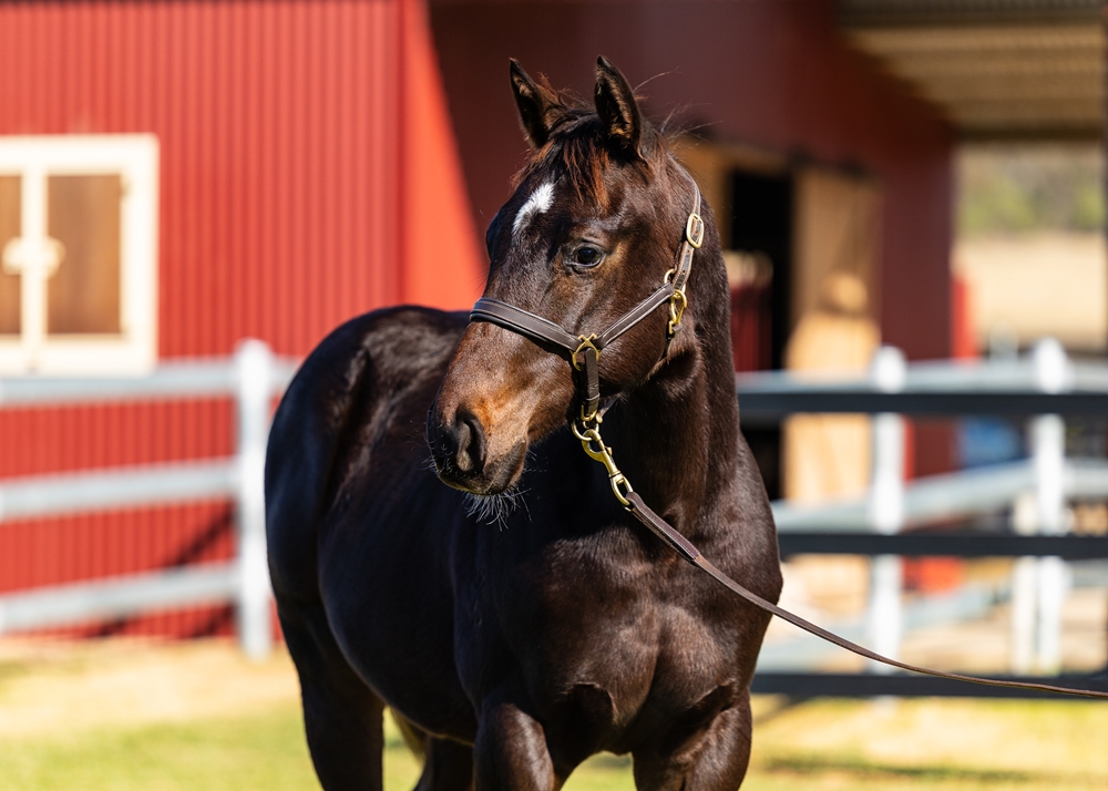 Zousain (AUS) / Silver Kick (AUS) 2025 Colt - Image 2