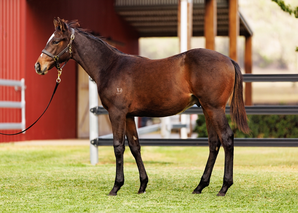Artorius (AUS) / Sticky Beak (AUS) 2025 Colt - Image 1