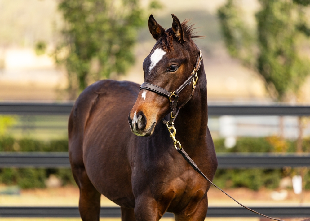 Artorius (AUS) / Sticky Beak (AUS) 2025 Colt - Image 2