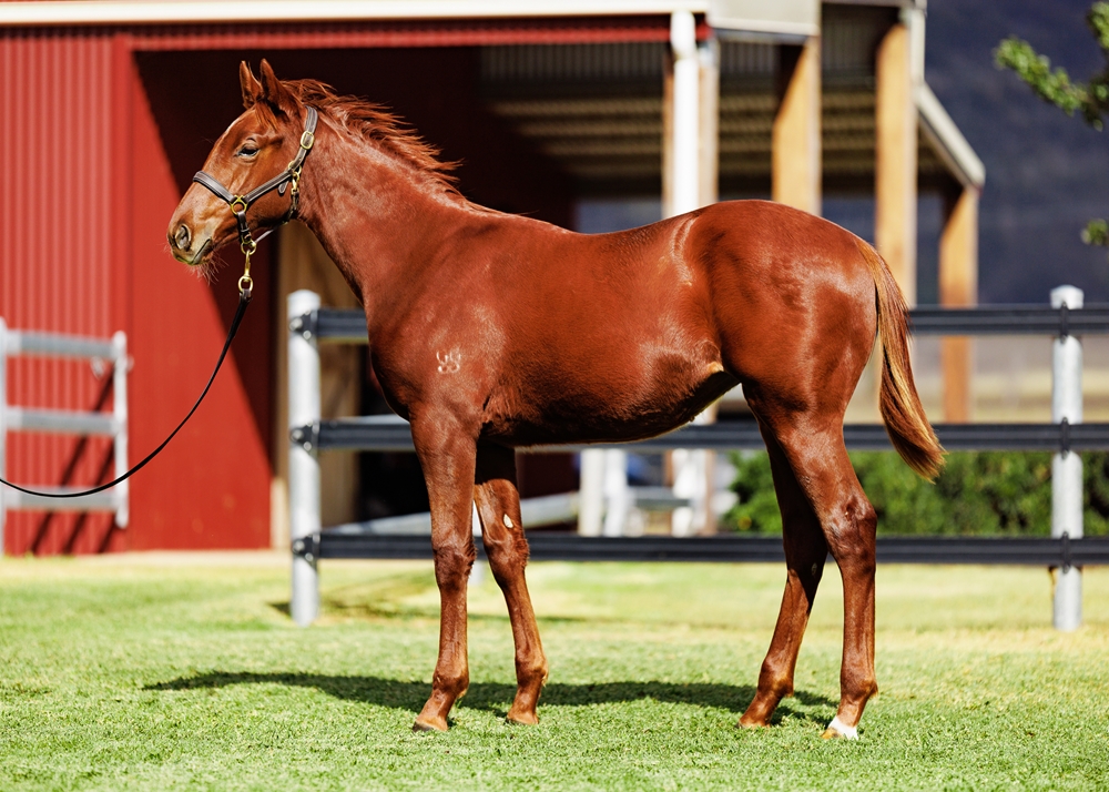 Ellsberg (AUS) / Written Wonder (AUS) 2025 Filly - Image 1