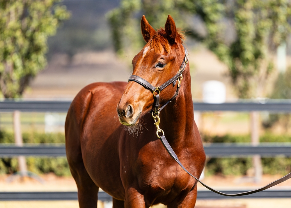 Ellsberg (AUS) / Written Wonder (AUS) 2025 Filly - Image 2