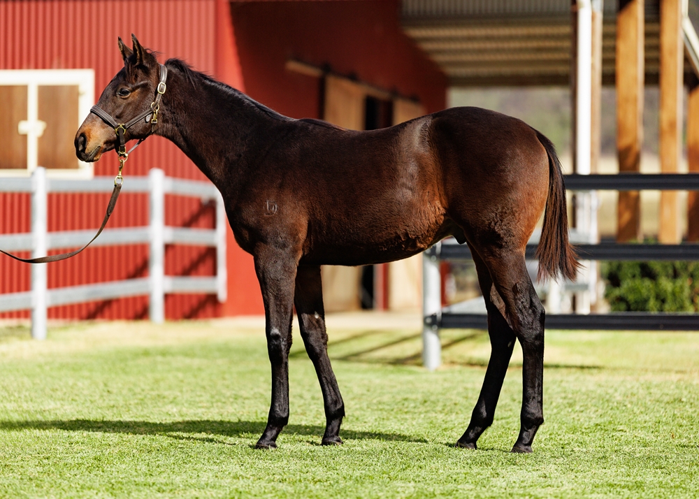 Artorius (AUS) / Arrive on Time (NZ) 2025 Colt - Image 1