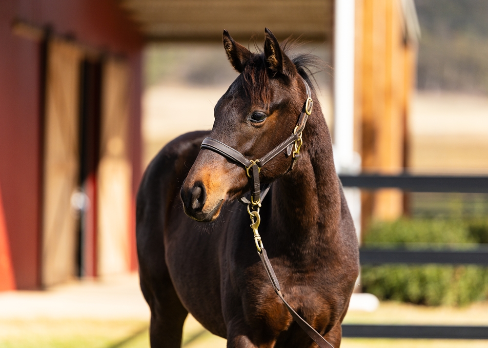 Artorius (AUS) / Arrive on Time (NZ) 2025 Colt - Image 2