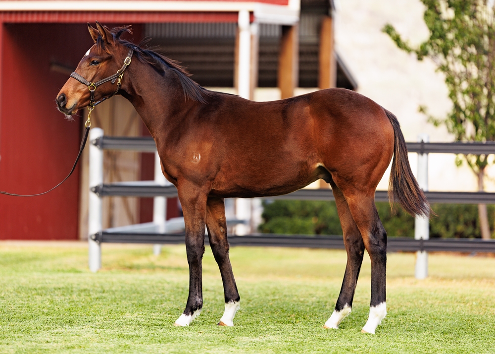 State of Rest (IRE) / Chillaxing (AUS) 2025 Colt - Image 1