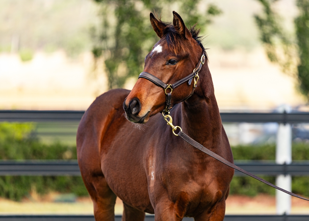 State of Rest (IRE) / Chillaxing (AUS) 2025 Colt - Image 2