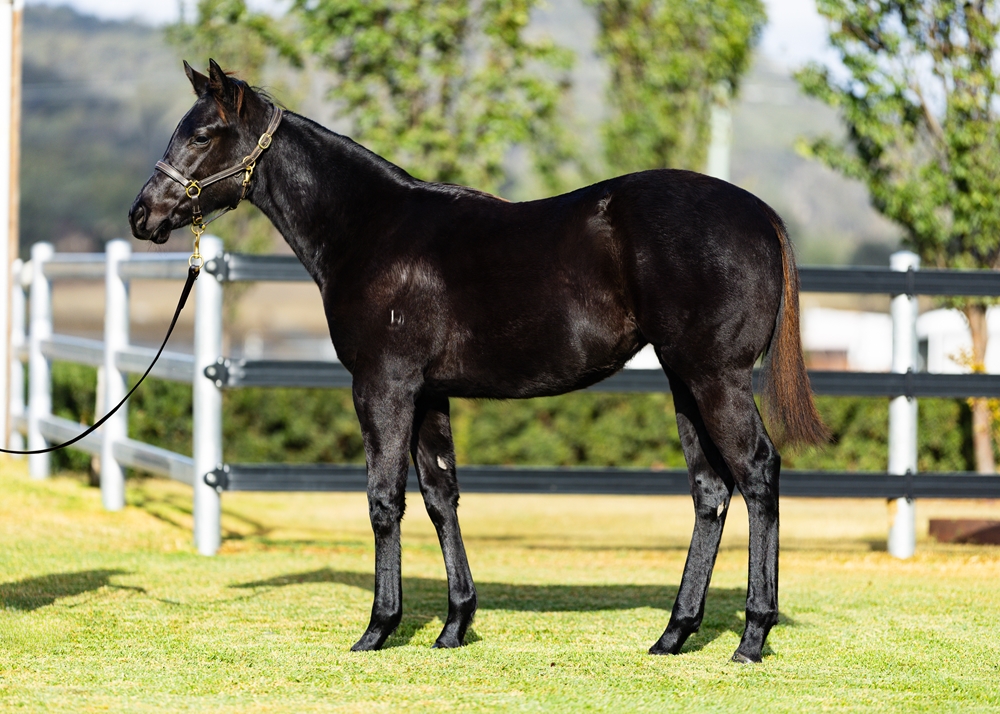 Capitalist (AUS) / Damselle (AUS) 2025 Filly - Image 1