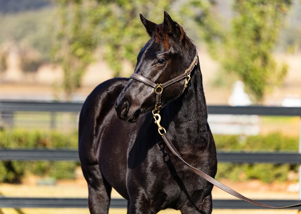 Capitalist (AUS) / Damselle (AUS) 2025 Filly - Image 2