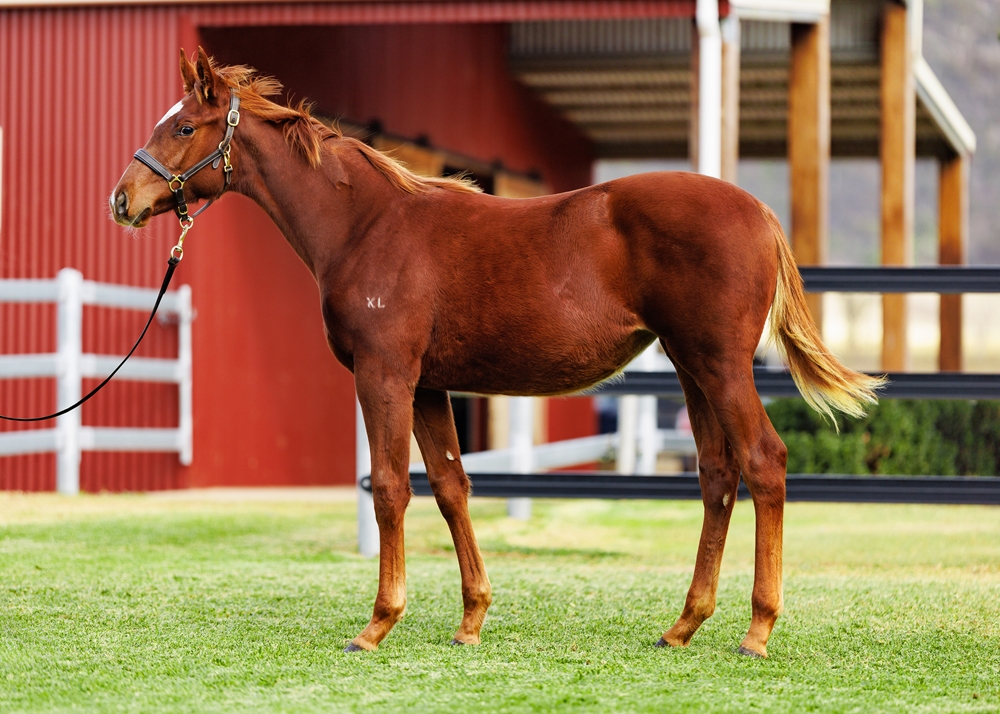 Ellsberg (AUS) / Don't Doubt Marley (AUS) 2025 Filly - Image 1