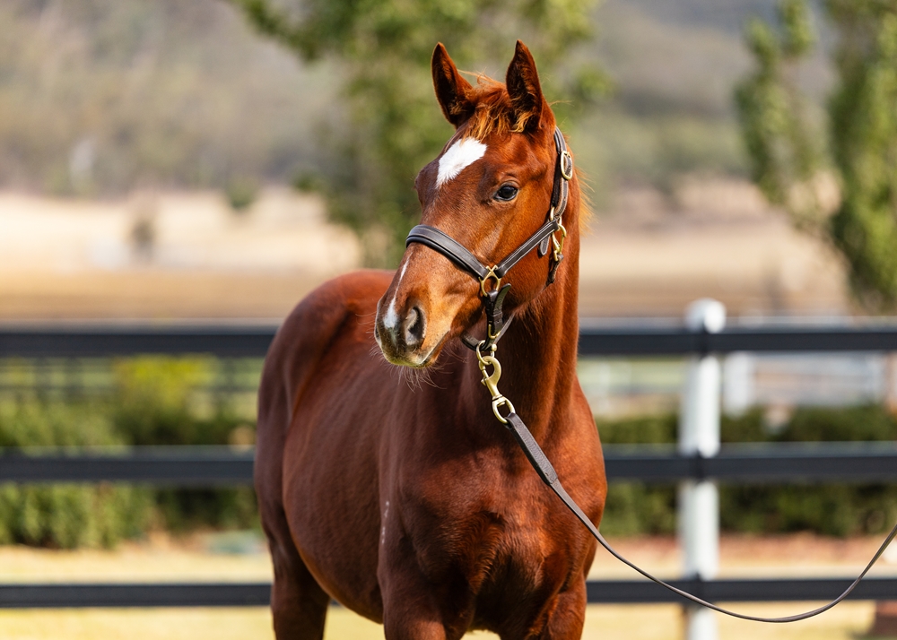 Ellsberg (AUS) / Don't Doubt Marley (AUS) 2025 Filly - Image 2