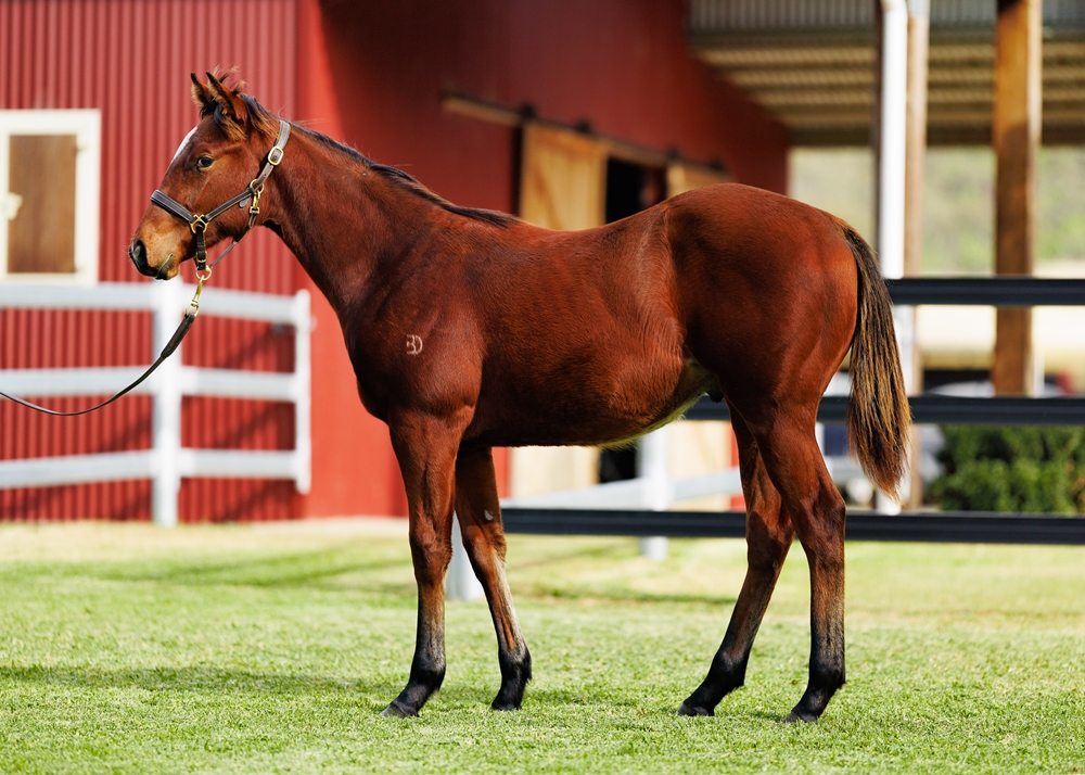 Ellsberg (AUS) / Flash of Doubt (AUS) 2025 Colt - Image 1