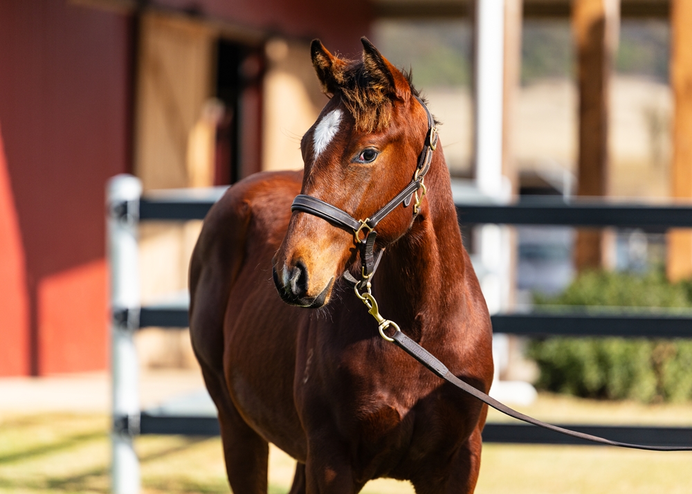 Ellsberg (AUS) / Flash of Doubt (AUS) 2025 Colt - Image 2