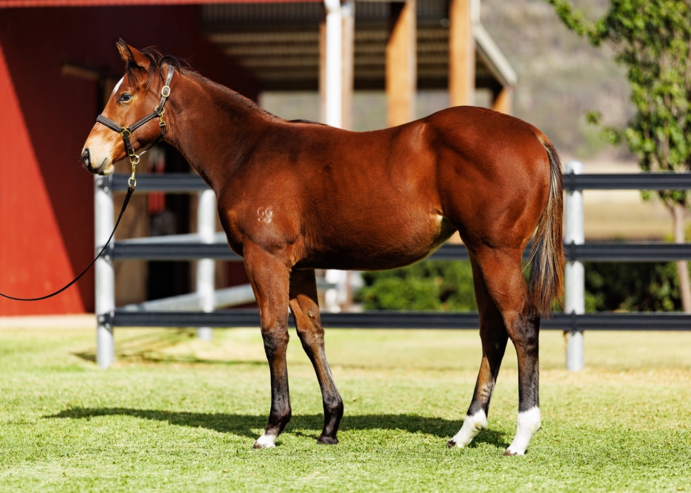 Unite and Conquer (AUS) / Fume Blanc (AUS) 2025 Filly - Image 1