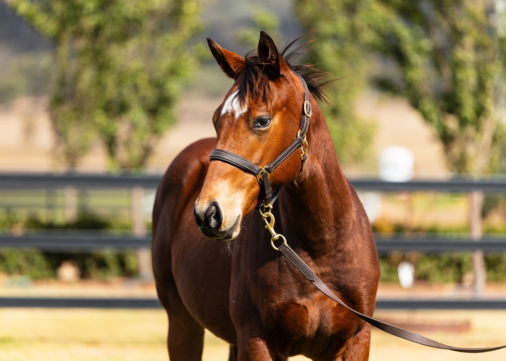 Unite and Conquer (AUS) / Fume Blanc (AUS) 2025 Filly - Image 2