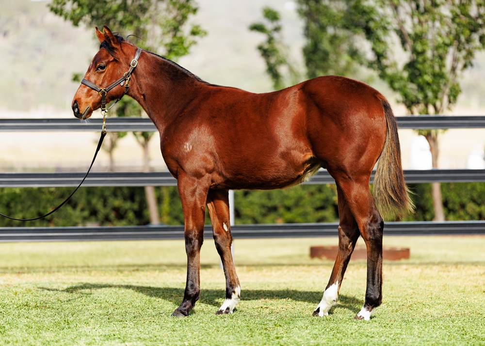 Russian Camelot (IRE) / Gilago (AUS) 2025 Colt - Image 1
