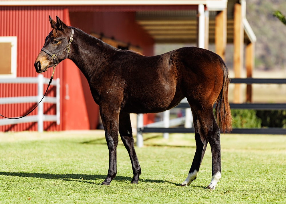 Captivant (AUS) / Lucky Fantasy (AUS) 2025 Filly - Image 1
