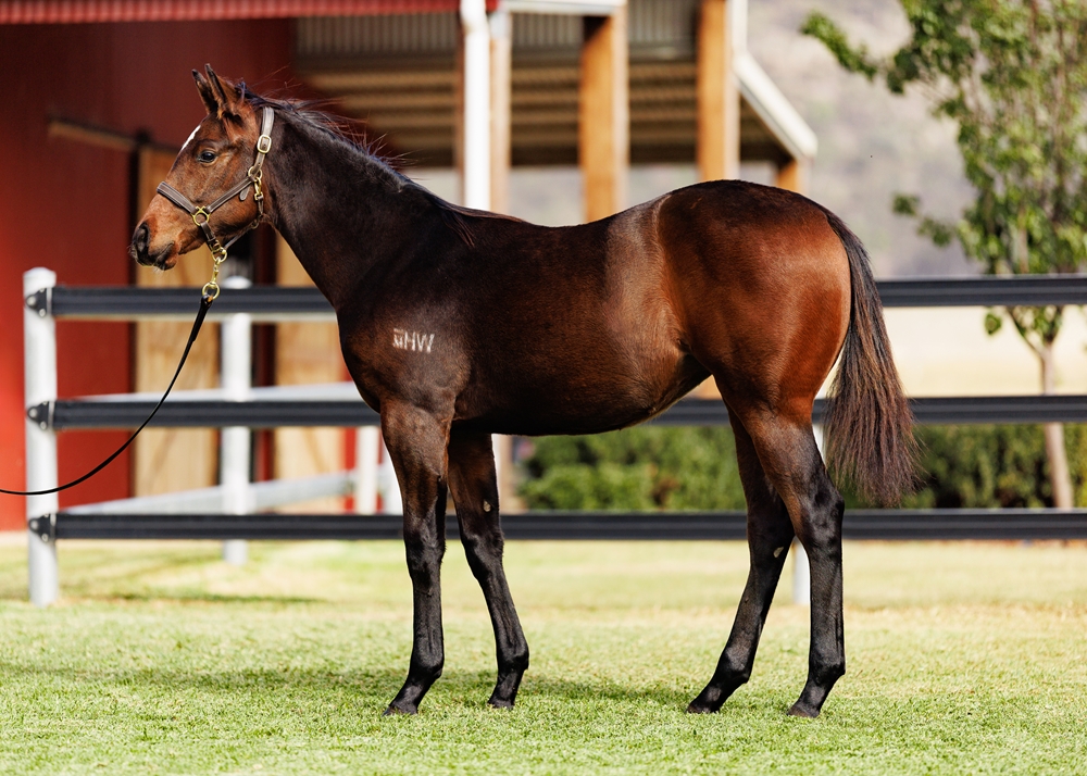 Cosmic Force (AUS) / Celtic Belle (AUS) 2025 Filly - Image 1