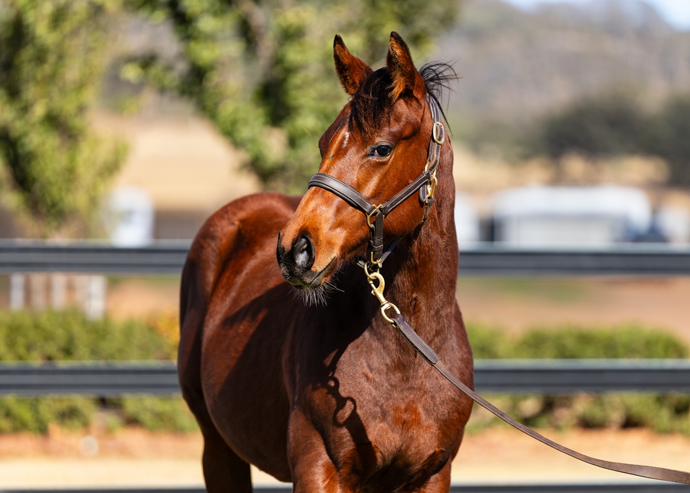 Russian Camelot (IRE) / Gilago (AUS) 2025 Colt - Image 2