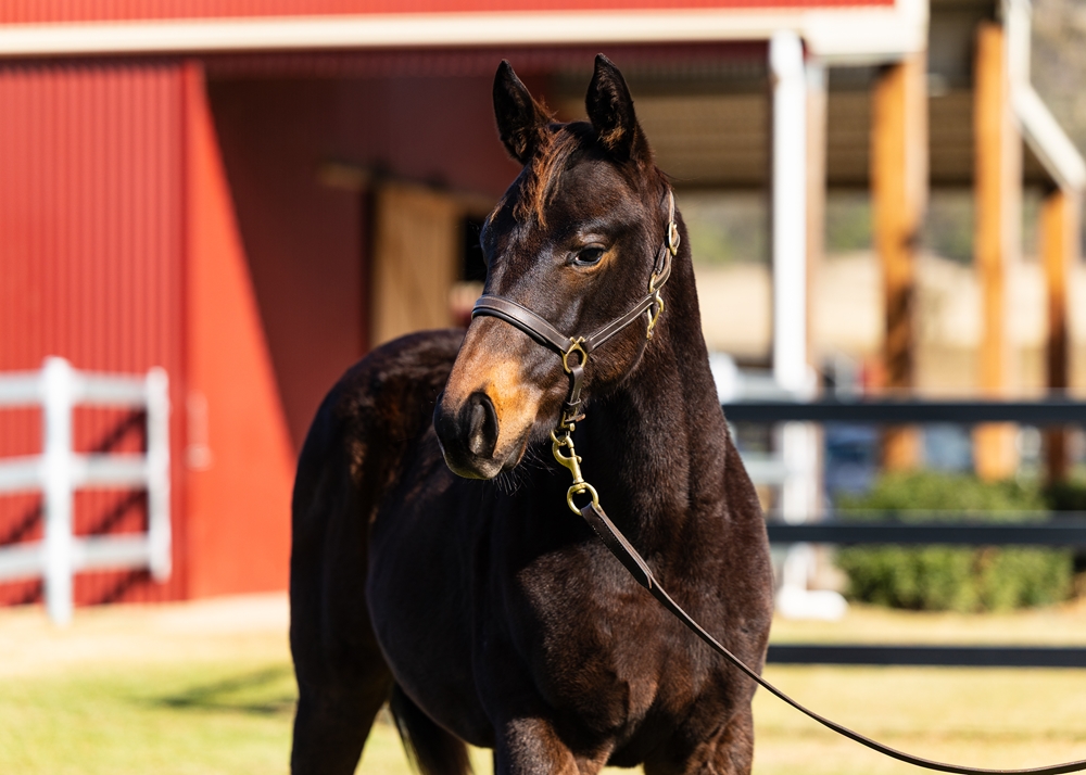Captivant (AUS) / Lucky Fantasy (AUS) 2025 Filly - Image 2