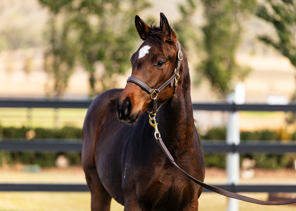 Cosmic Force (AUS) / Celtic Belle (AUS) 2025 Filly - Image 2
