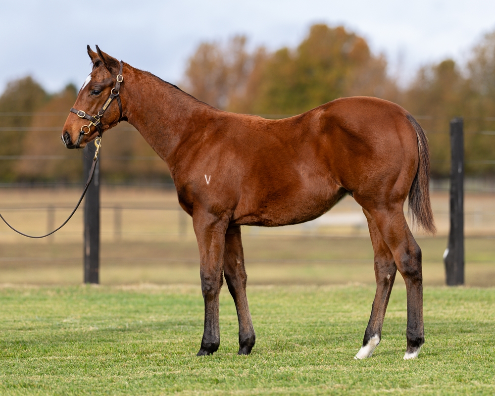 Exceedance (AUS) / Meow (AUS) 2025 Colt - Image 1