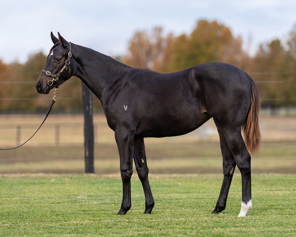 Exceedance (AUS) / Sonja (AUS) 2025 Filly - Image 1
