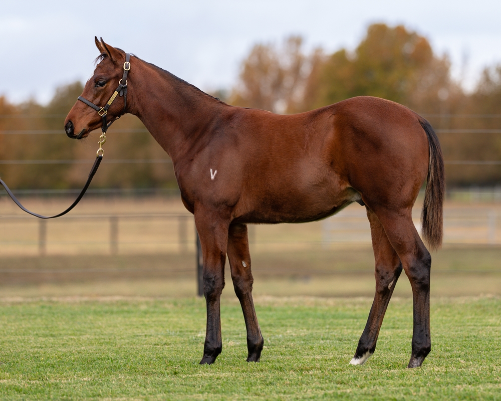Exceedance (AUS) / True Quality (AUS) 2025 Colt - Image 1