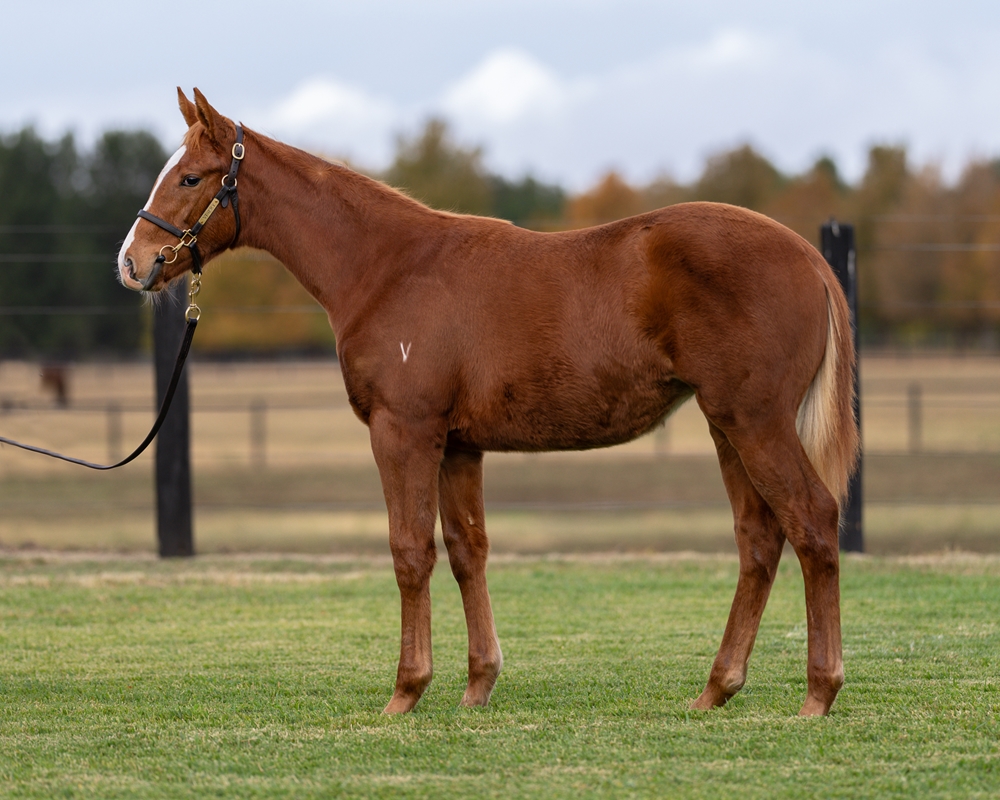 All Too Hard (AUS) / Water Dove (AUS) 2025 Filly - Image 1