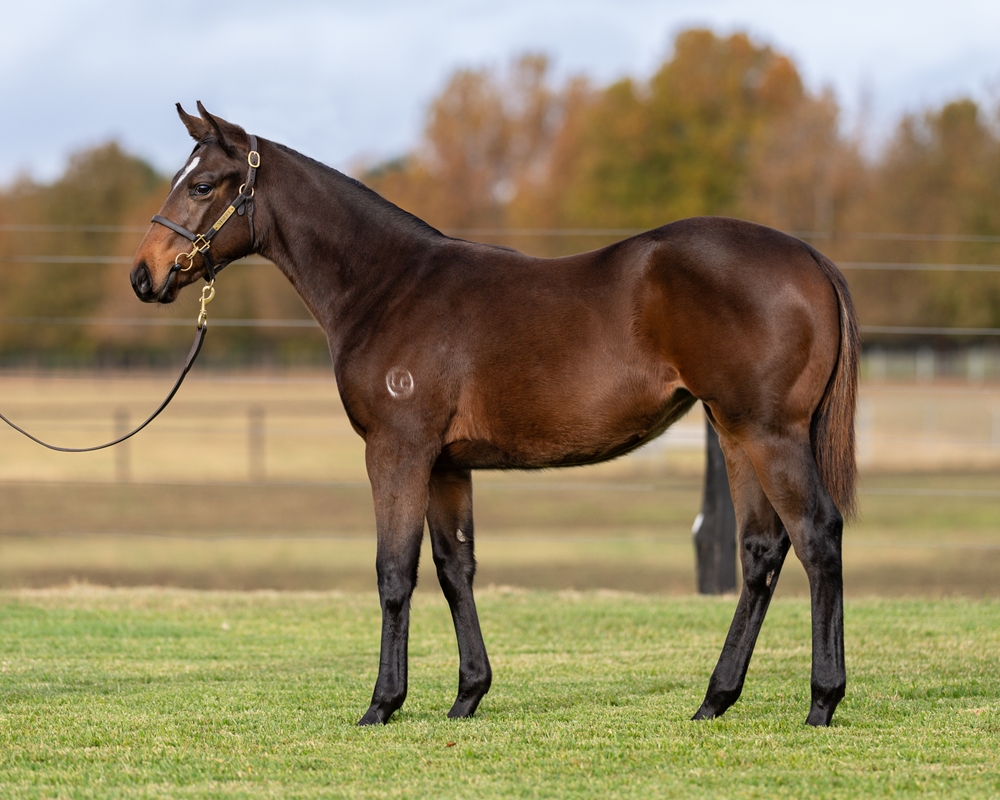 Tassort (AUS) / Centro Storico (AUS) 2025 Filly - Image 1