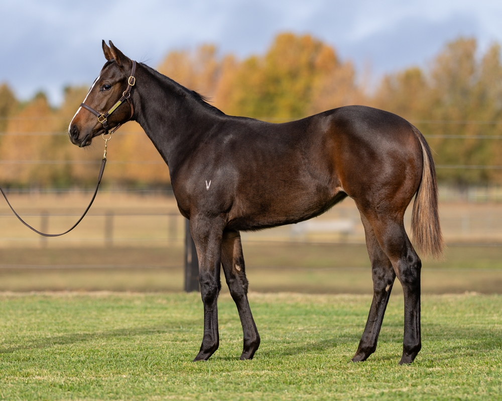 Stay Inside (AUS) / Dana Point (AUS) 2025 Filly - Image 1