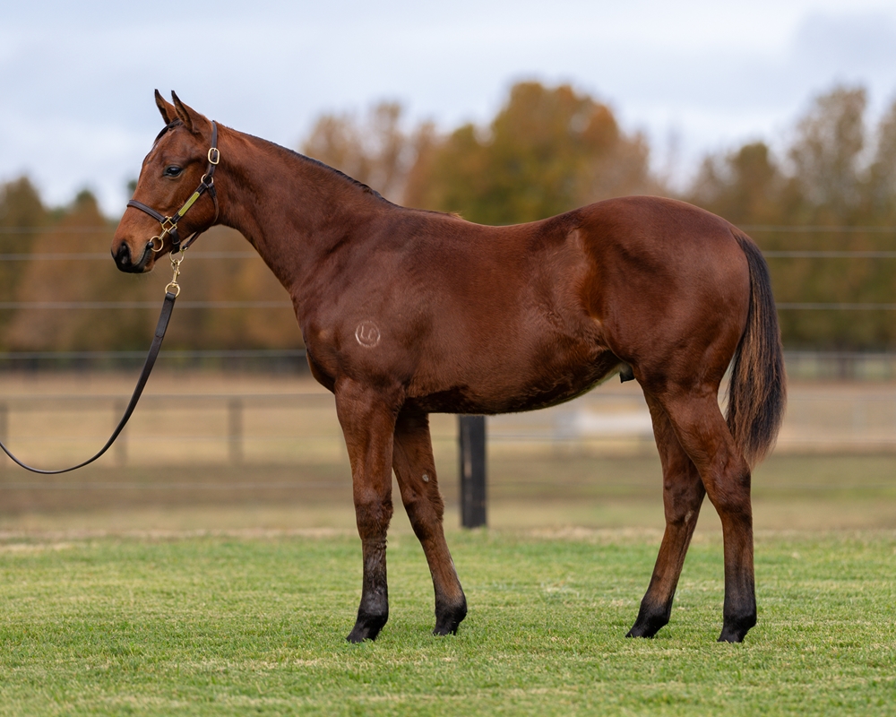 Shinzo (AUS) / Hot Little Thing (USA) 2025 Colt - Image 1